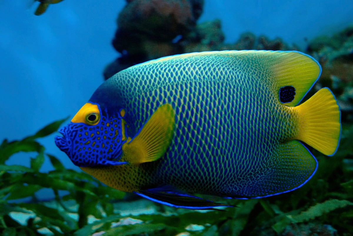 Papermoon Fototapete "Fisch" günstig online kaufen