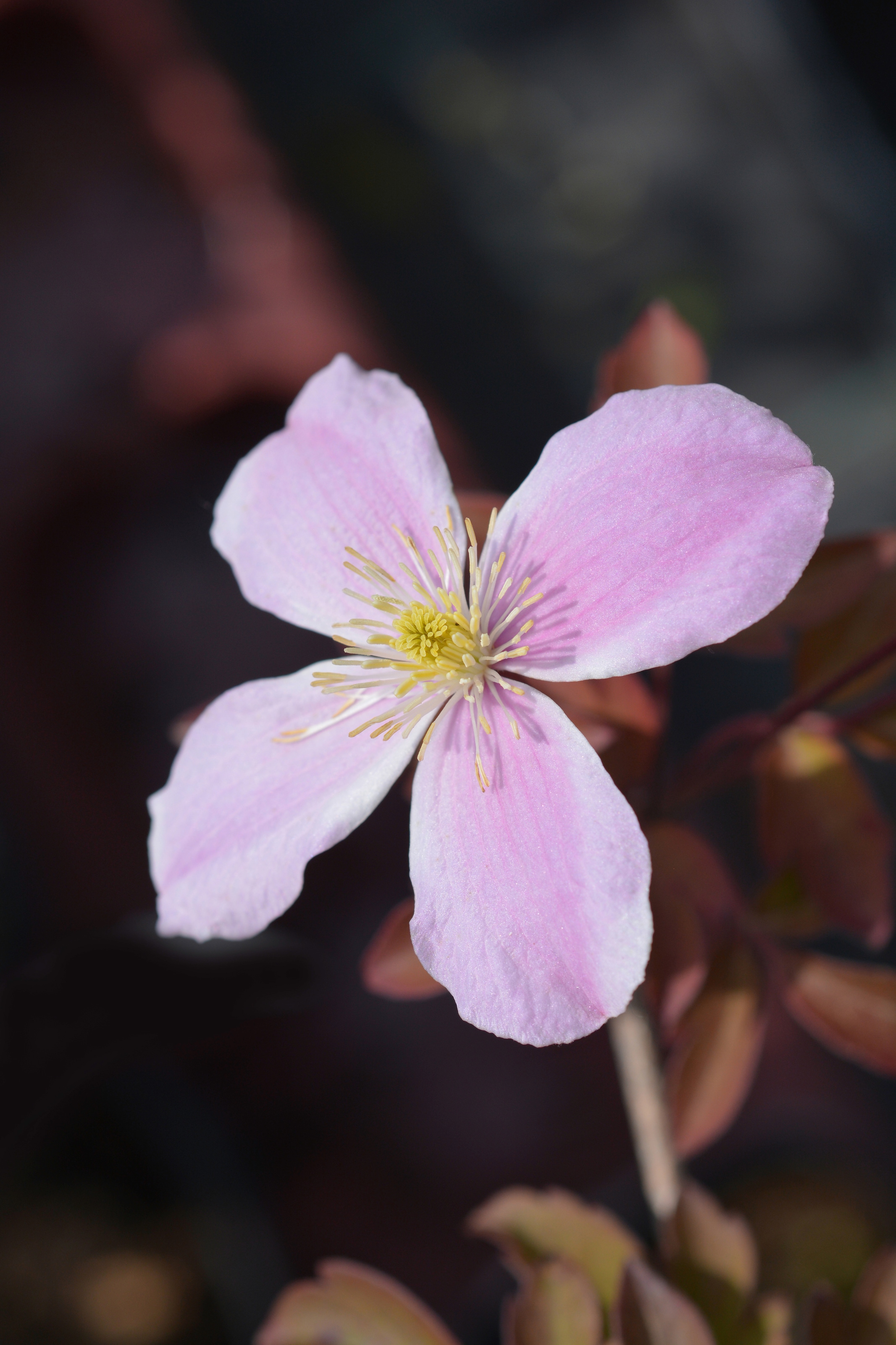 BCM Kletterpflanze »Waldrebe 'Fragrant Spring'«, (3 St.), Höhe 4060