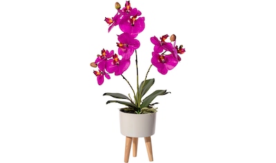 Creativ green Kunstorchidee »Orchidee Phalaenopsis in Keramikschale«, (1 St.), mit... kaufen