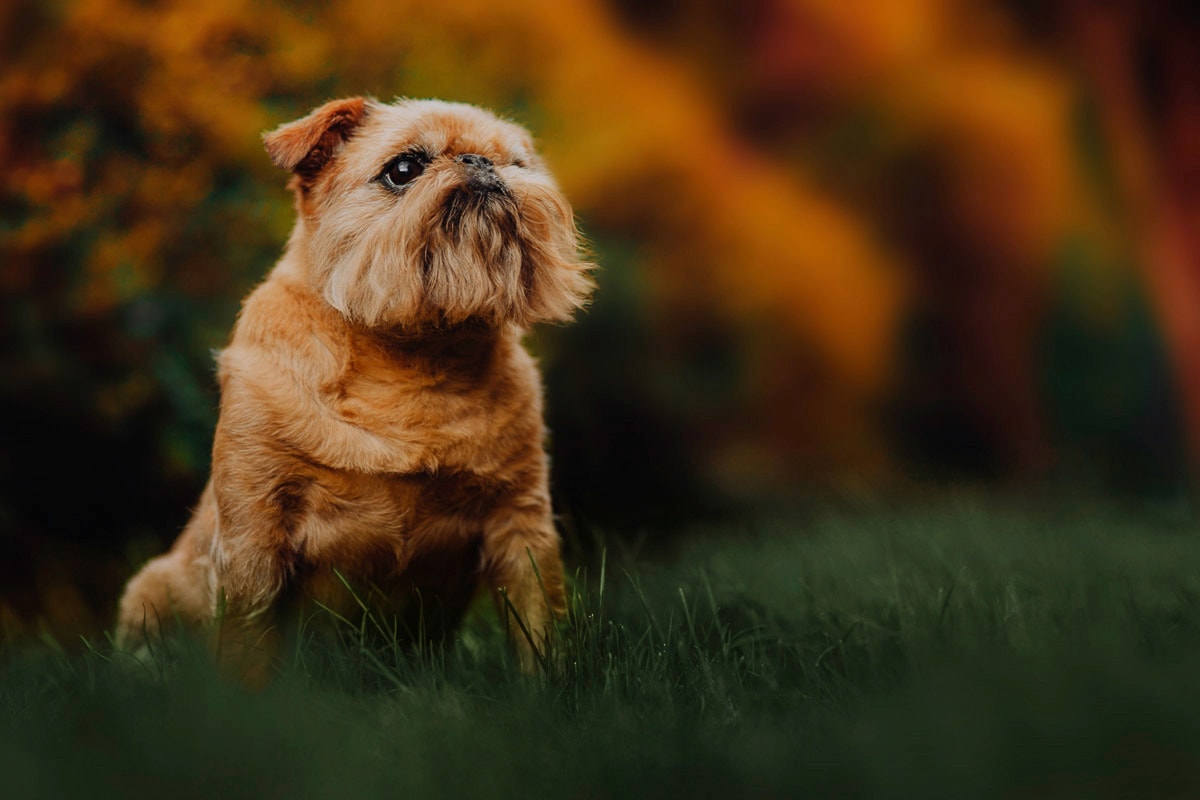 Papermoon Fototapete »Welpe«