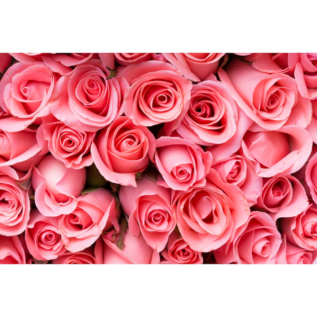 Papermoon Fototapete »Pink Rose Flowers«
