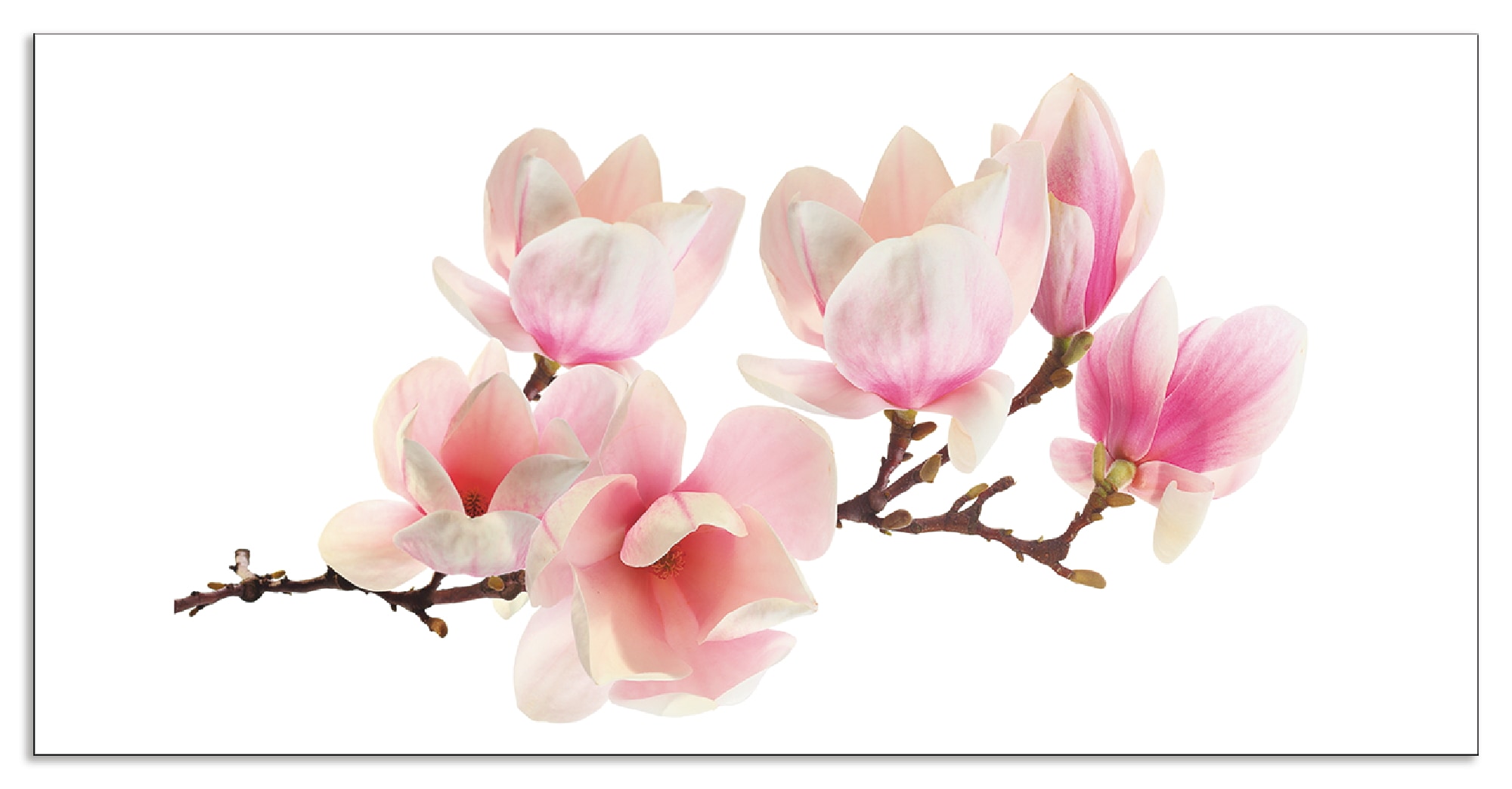 Artland Küchenrückwand "Magnolie", (1 tlg.), Alu Spritzschutz mit Klebeband günstig online kaufen