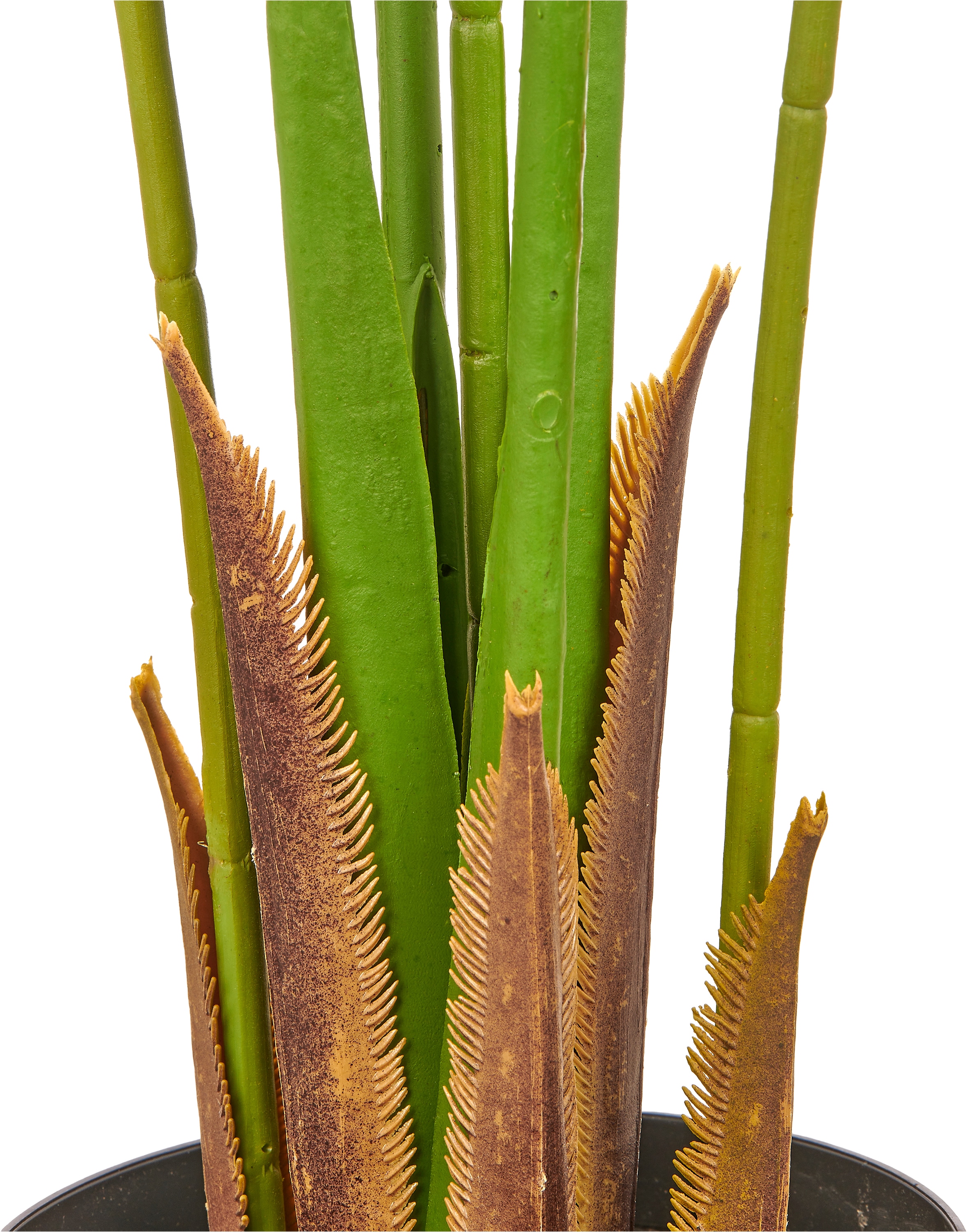 Creativ green Kunstpalme »Kentiapalme« mit naturgetreuen Palmwedeln
