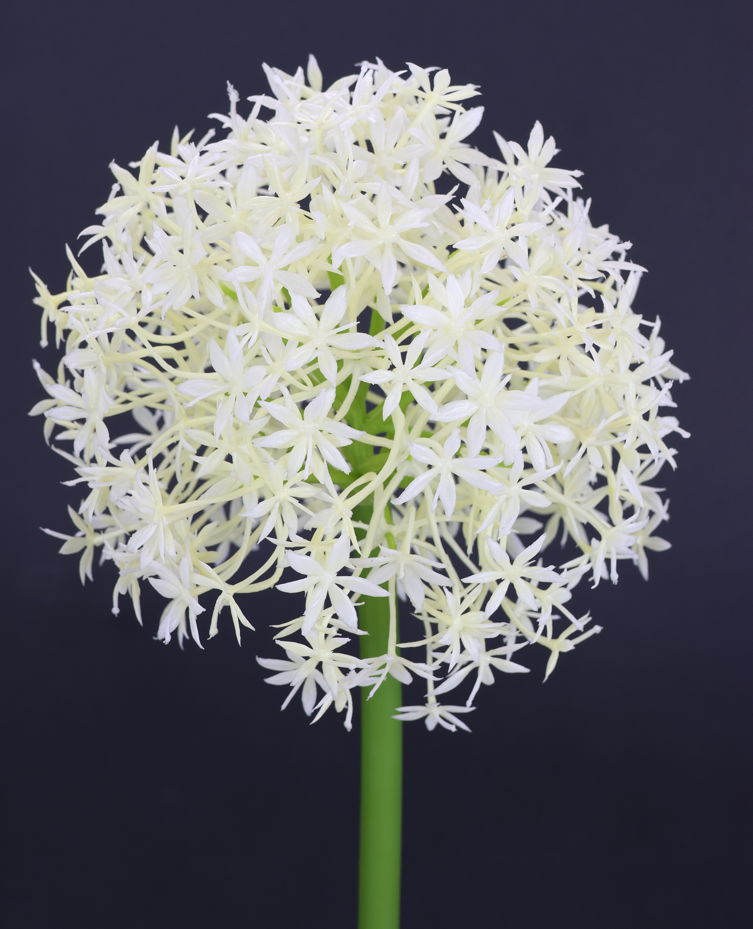 I.GE.A. Kunstblume "Allium Zierlauch", Stielblume künstliche Blumen, 2er Se günstig online kaufen