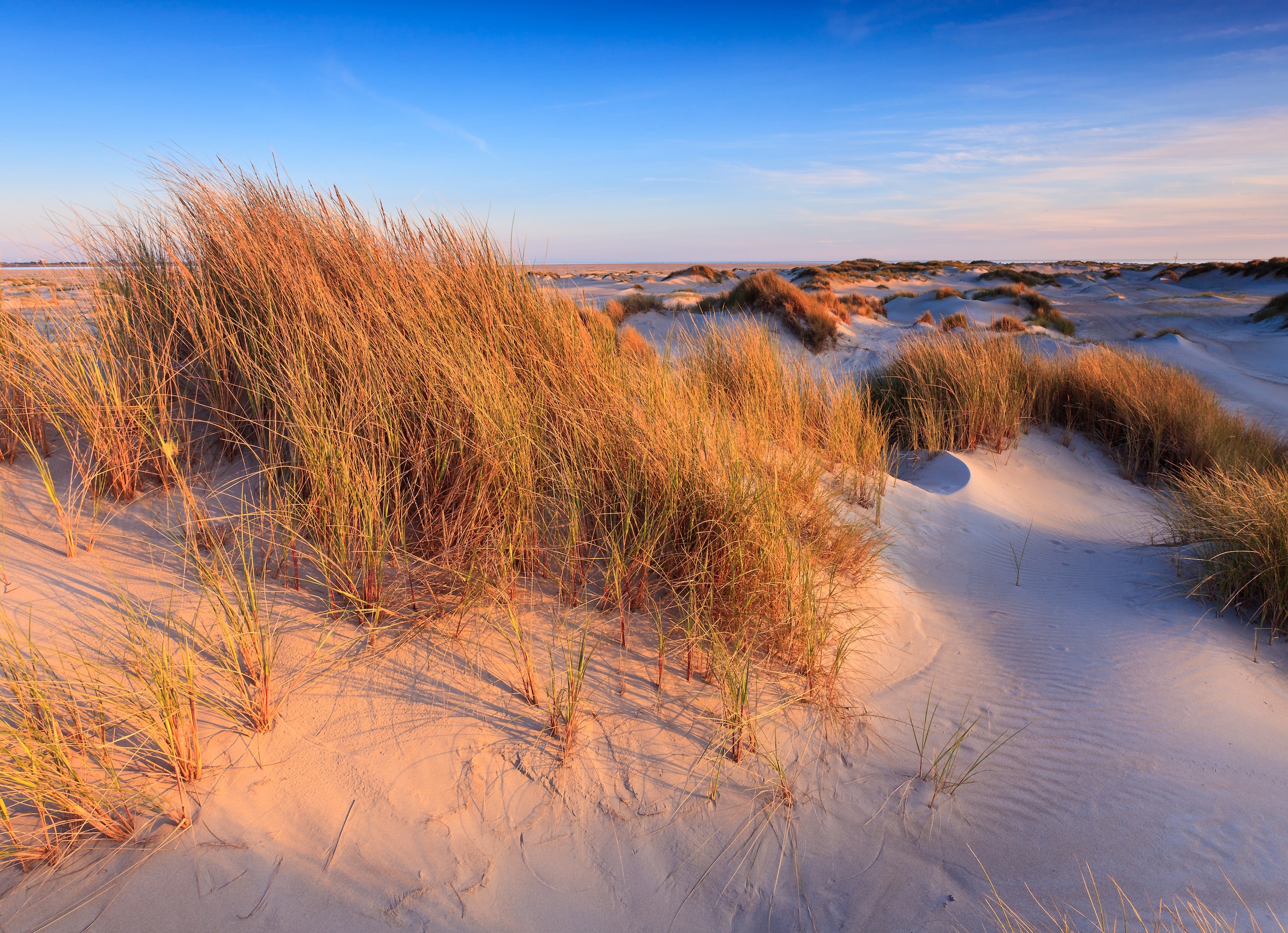 Papermoon Fototapete "Dunes Grass" glatt