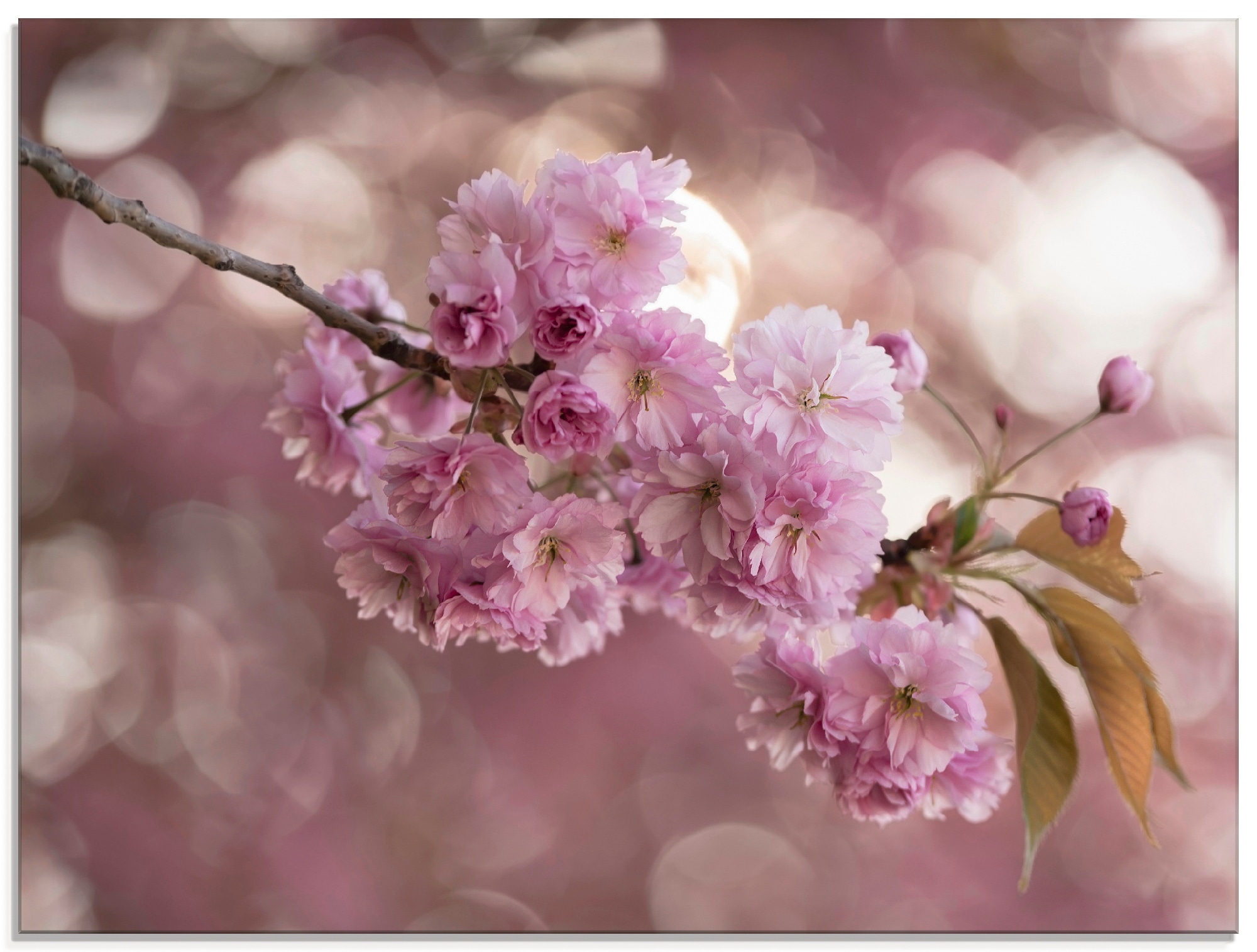 Glasbild »Japanische Kirschblüte in Love III«, Blumen, (1 St.), in verschiedenen Größen