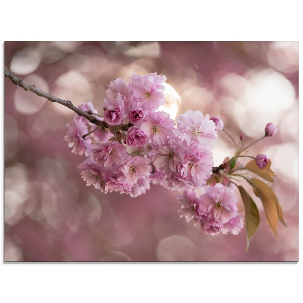Artland Glasbild »Japanische Kirschblüte in Love III«, Blumen, (1 St.)
