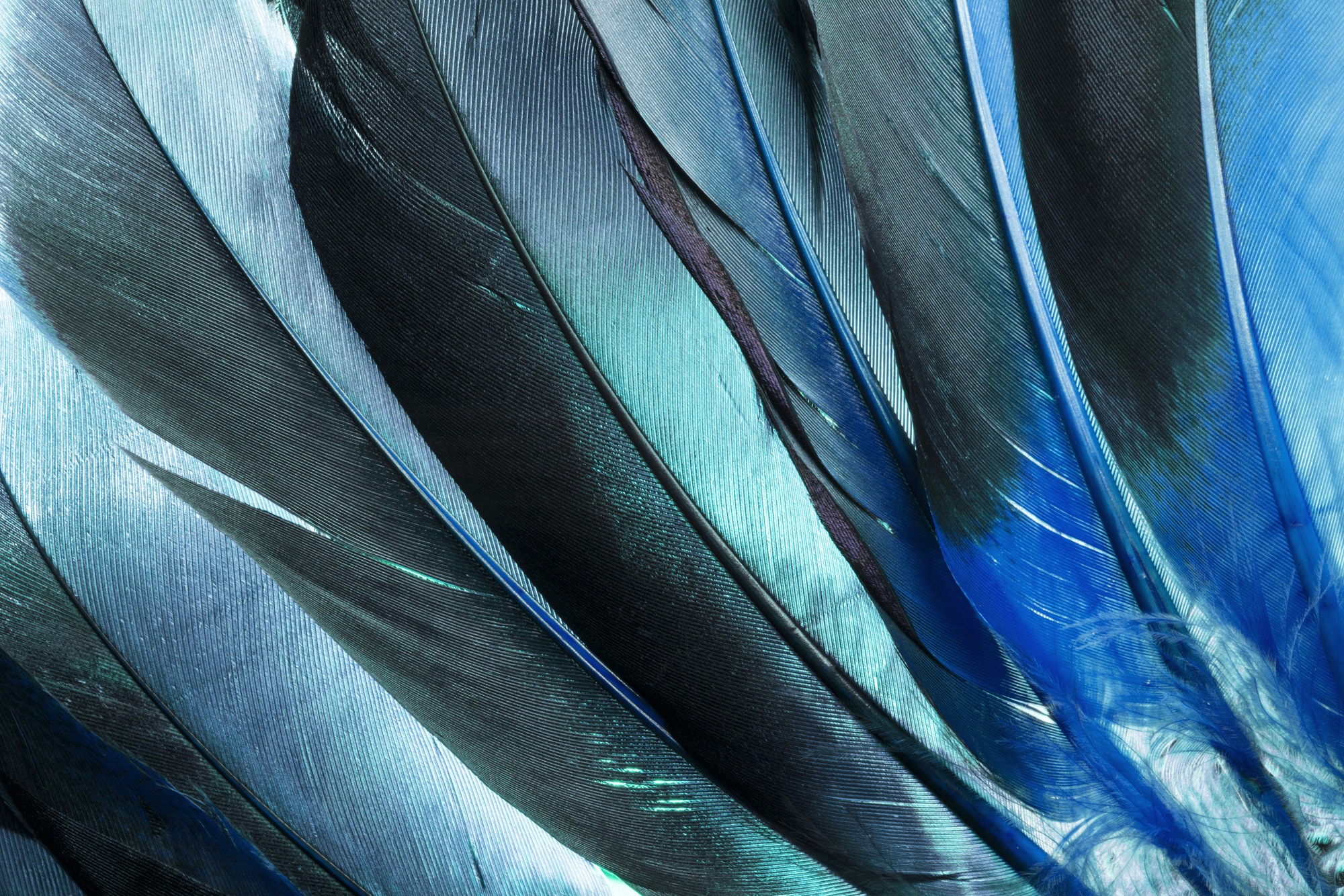 queence Leinwandbild "Feathers" Federn 1 Stk. tlg. mit sehr guten Schallabs günstig online kaufen