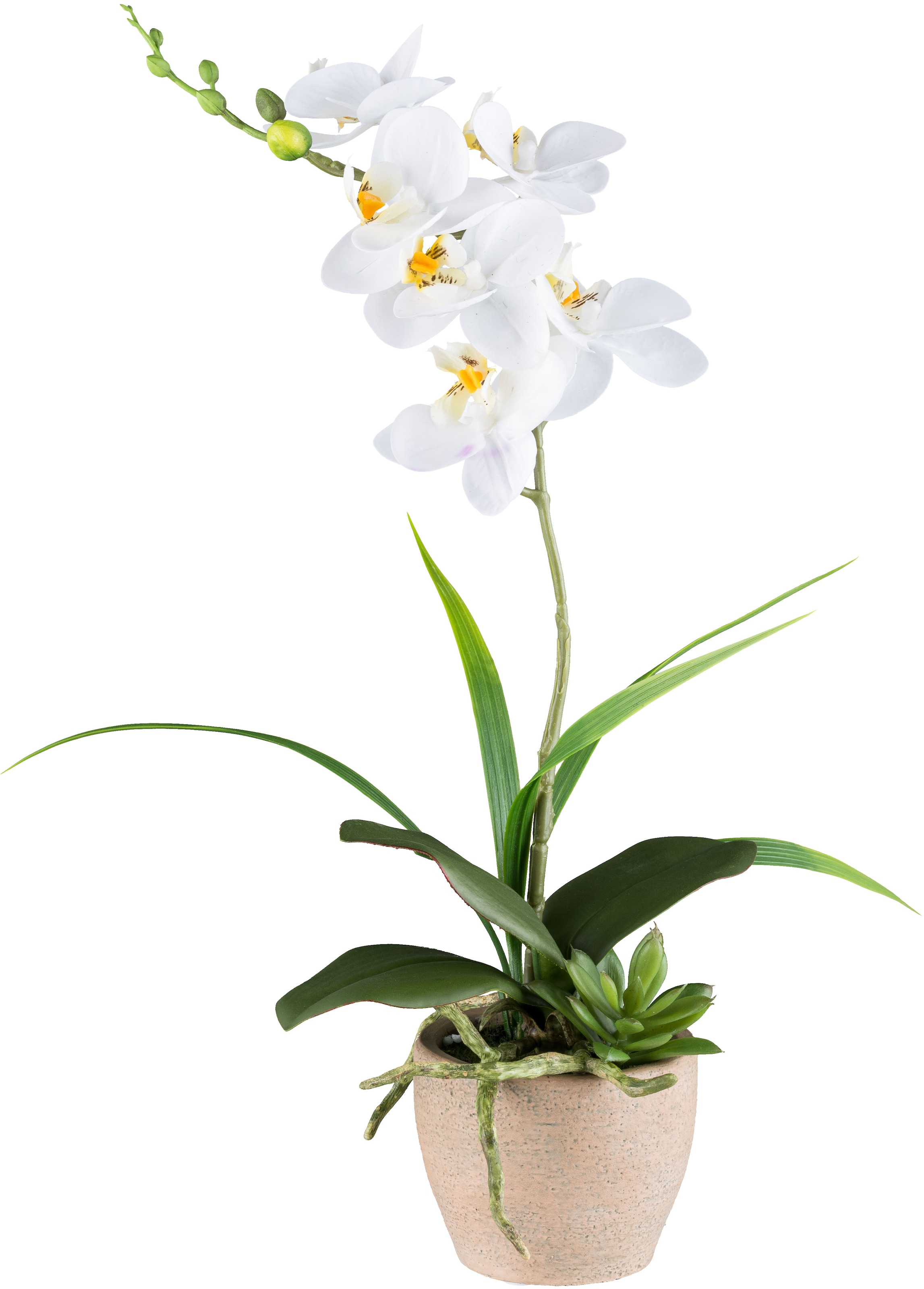 Creativ green Kunstorchidee "Orchidee Phalaenopsis", mit Sukkulenten und Graszweigen arrangiert