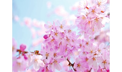 Fototapete »Cherry Blossom«