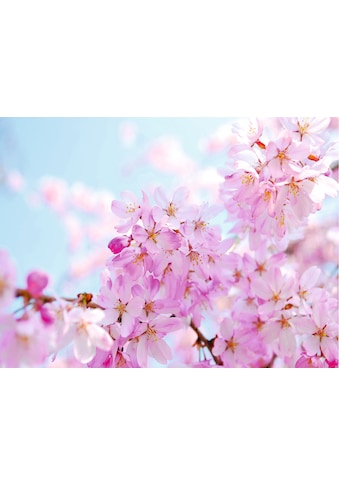 Fototapete »Cherry Blossom«