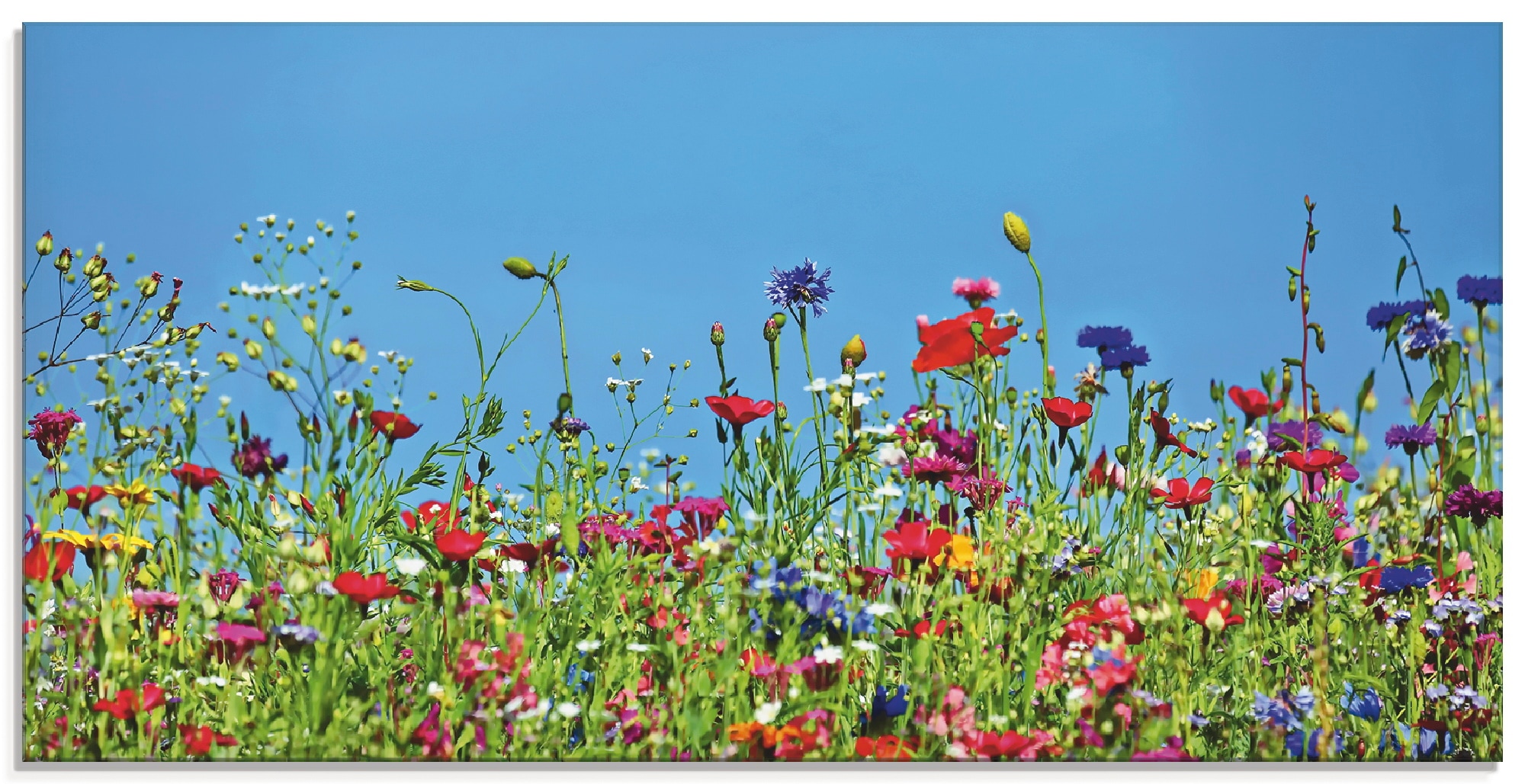 Artland Glasbild "Blumenwiese II", Blumenwiese, (1 St.), in verschiedenen Größen