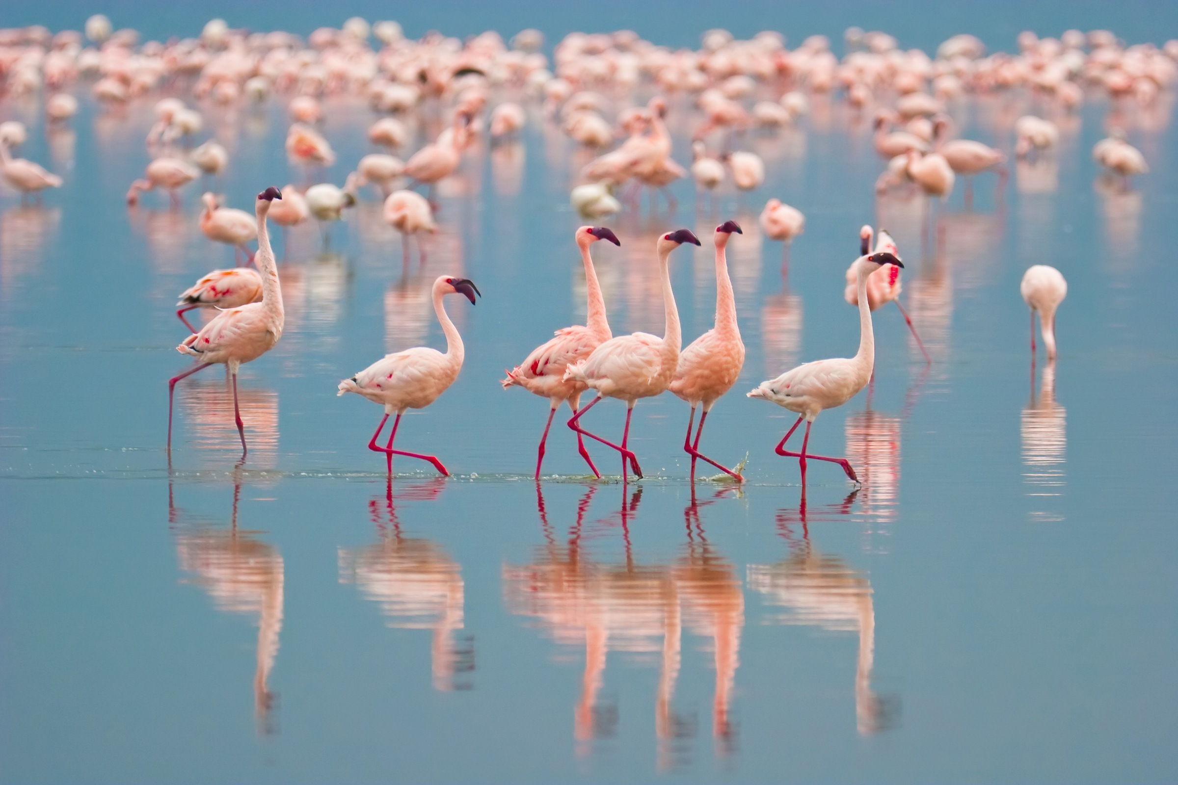 Papermoon Fototapete "Flamingos" glatt