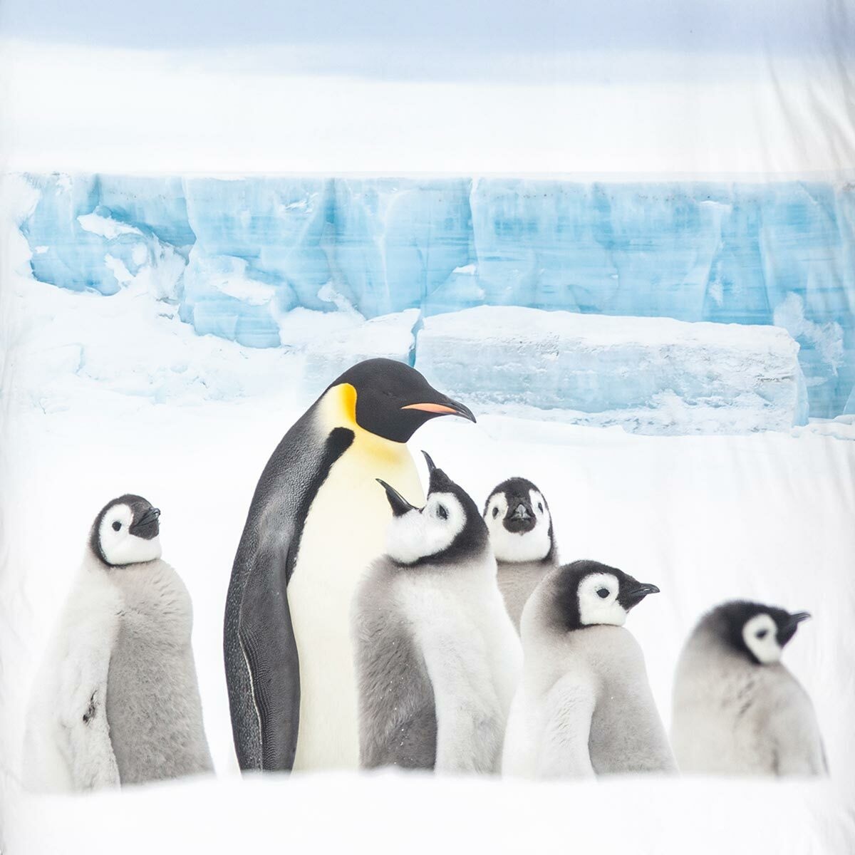 TRAUMSCHLAF Bettwäsche »Pinguin«, (2 tlg.), besonders weich und warm