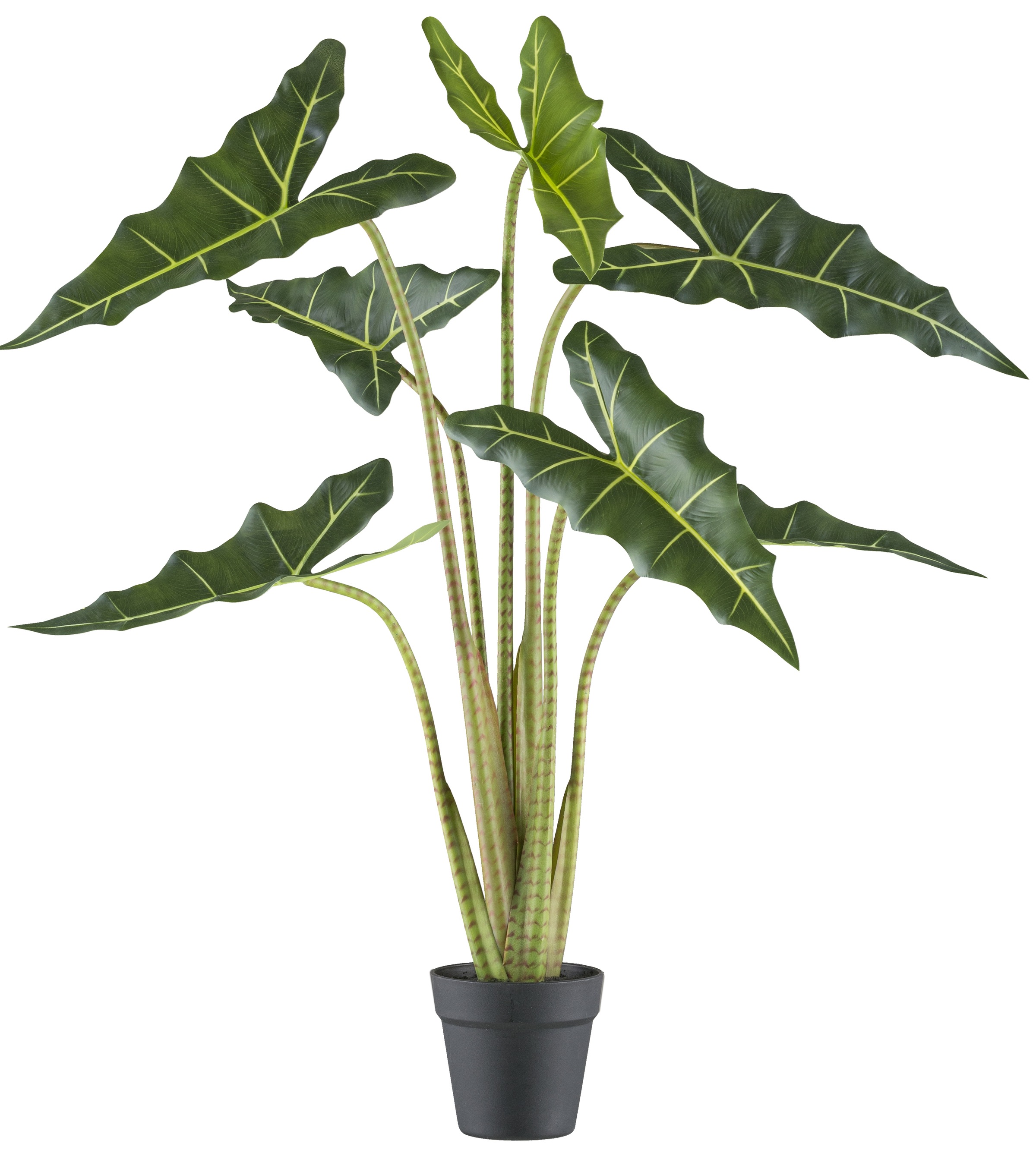 Creativ green Kunstpflanze »Alocasia zebrina sarian«, mit gestreiftem Stamm