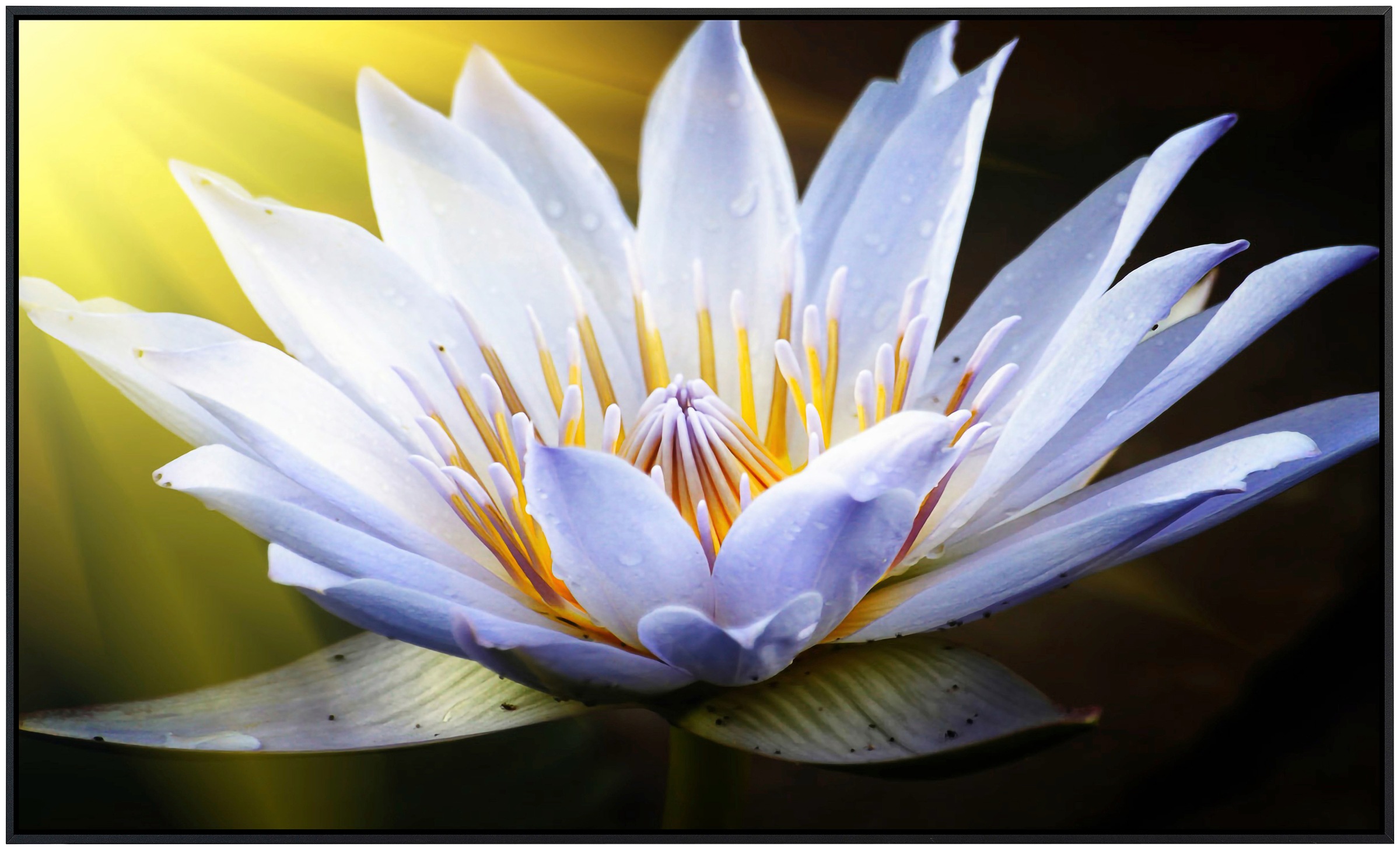 Papermoon Infrarotheizung »Lotus Blume«, sehr angenehme Strahlungswärme