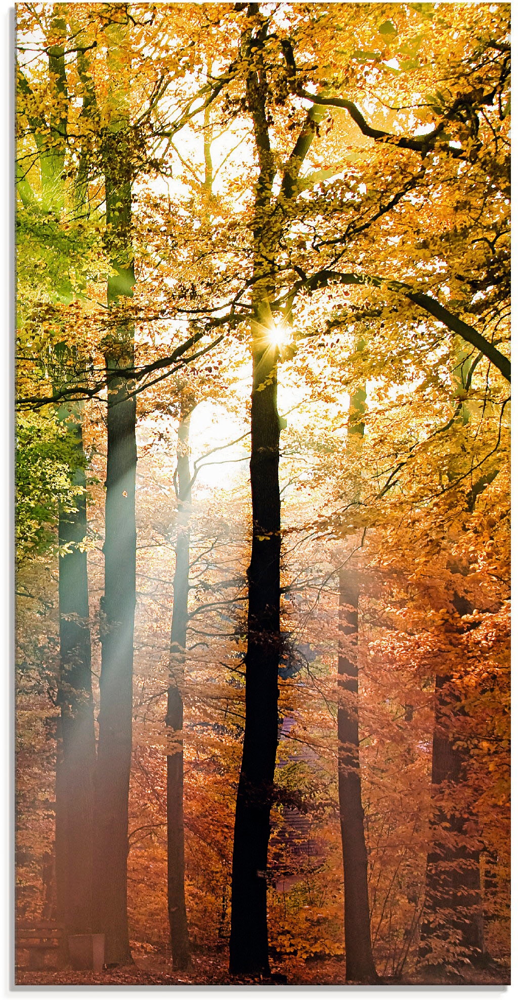 Artland Glasbild "Schöner Herbsttag 2" Wald 1 Stk. tlg. in verschiedenen Gr günstig online kaufen