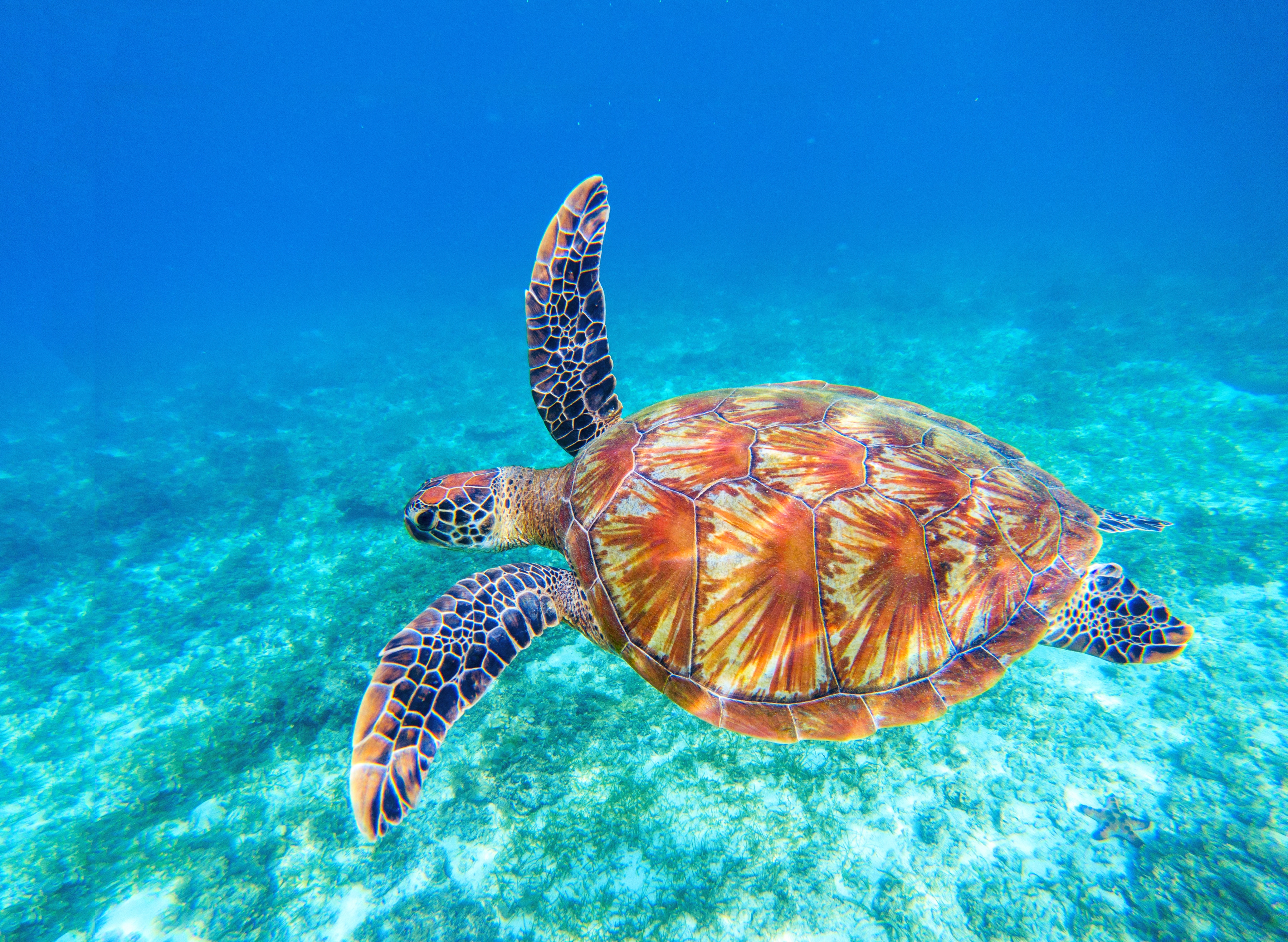 Papermoon Fototapete "Big Green Sea Turtle" glatt