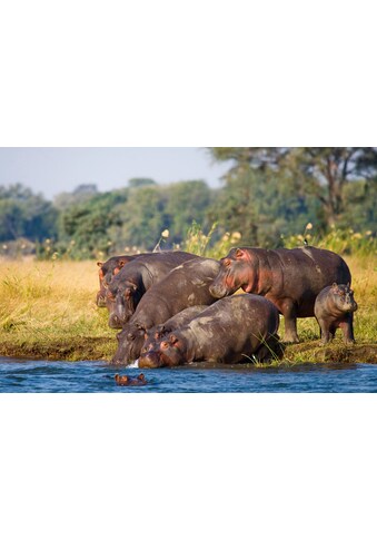 Papermoon Fototapetas »Hippo Familie«