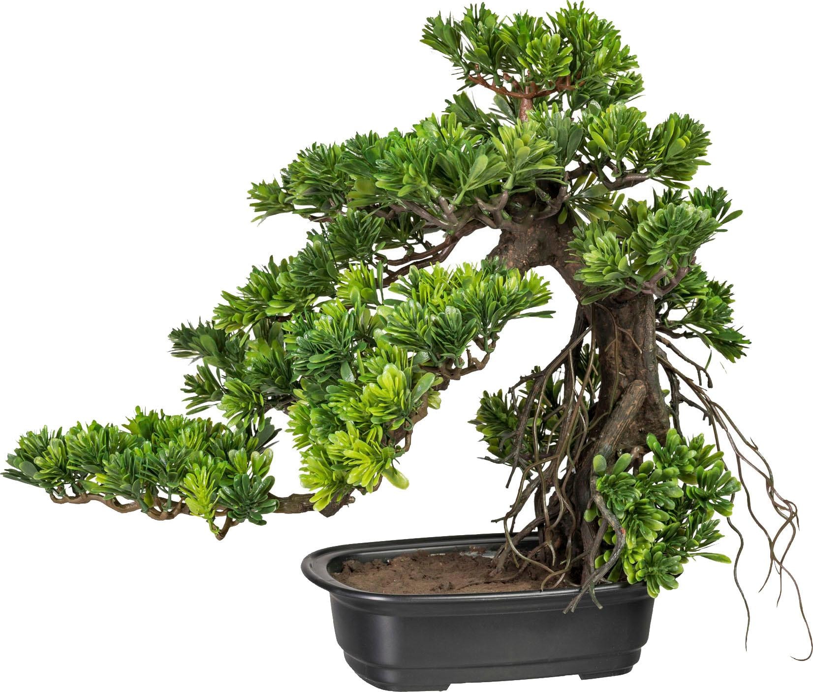 Creativ green Kunstbonsai »Bonsai Podocarpus«