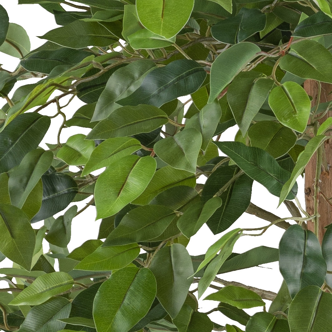 Creativ green Kunstpflanze »Ficus benjamina«, mit Naturstamm