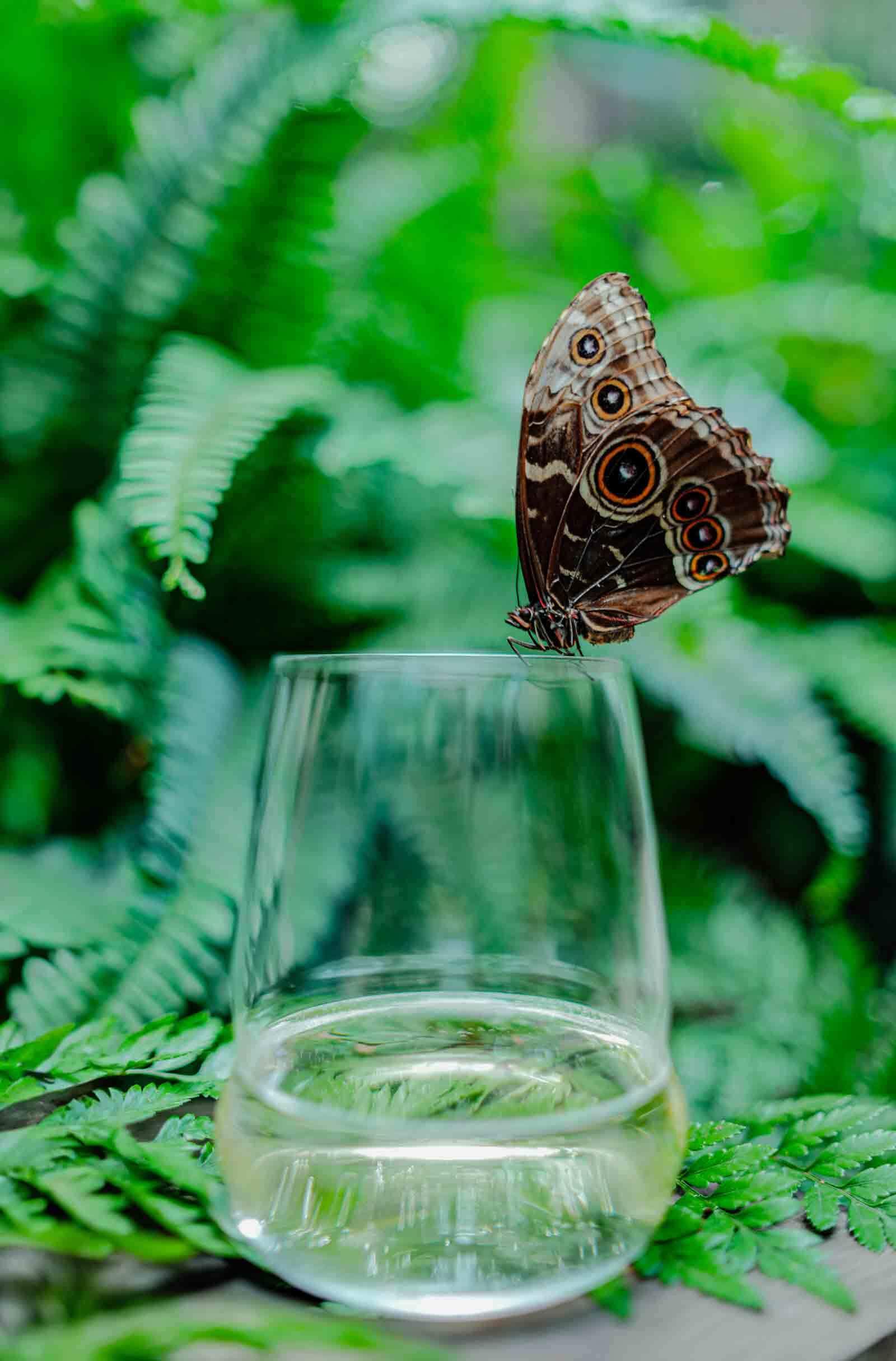 Stölzle Weißweinglas »Weißweinbecher Cocoon 447 ml 6er Set transparent«