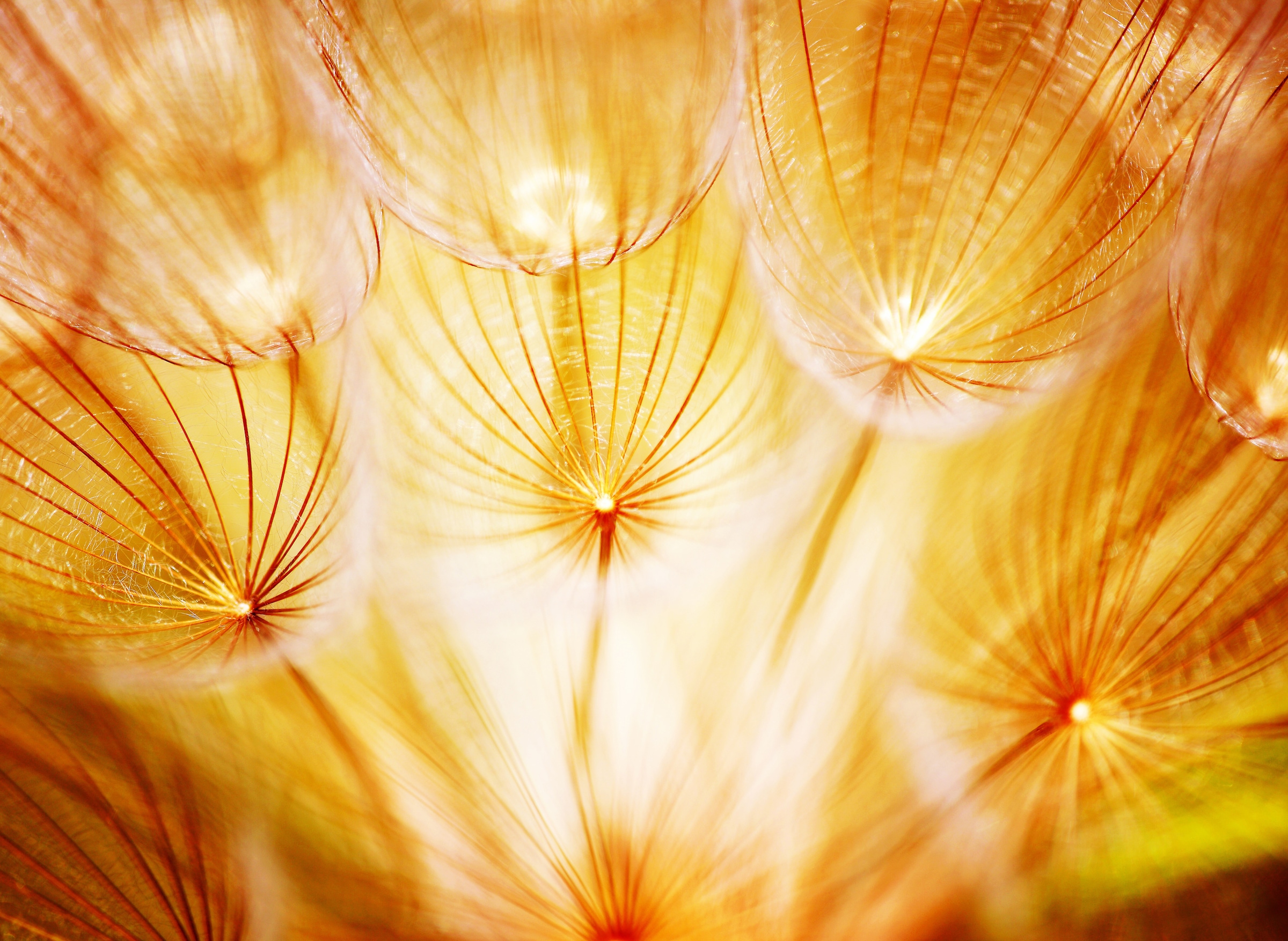 Papermoon Fototapete "Soft Dandelion Flowers" glatt günstig online kaufen