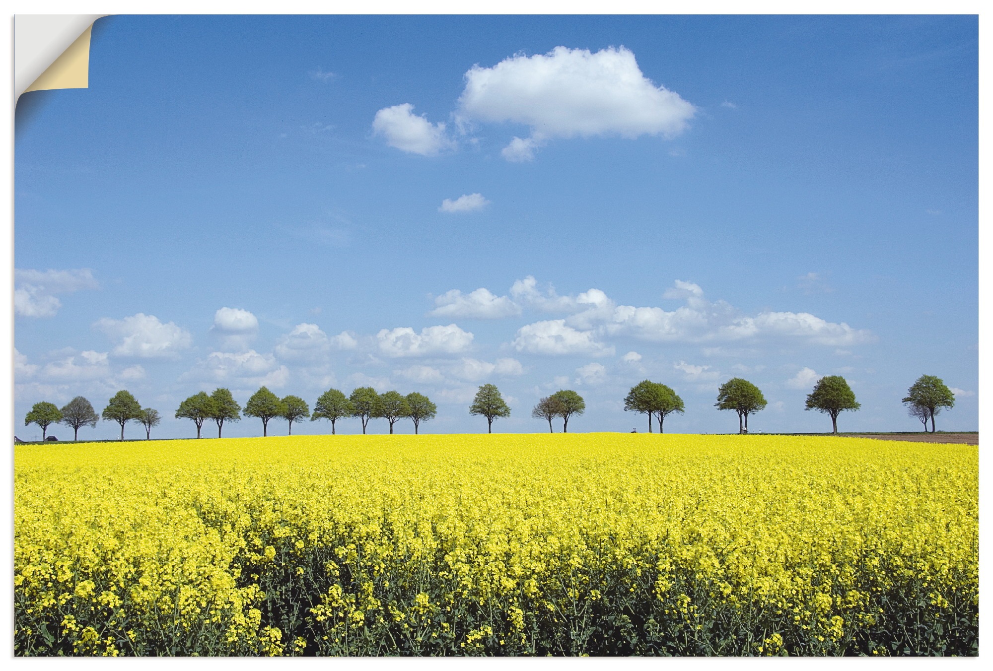 | Artland als Größen oder »Rapsfeld bestellen Bäume«, Poster St.), Bäume, versch. in Wandbild Wiesen und Wandaufkleber Alubild, (1 Leinwandbild, BAUR &