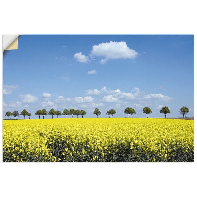 Artland Wandbild »Rapsfeld und Bäume«, Wiesen & Bäume, (1 St.), als Alubild,  Leinwandbild, Wandaufkleber oder Poster in versch. Größen bestellen | BAUR
