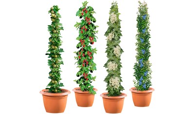 BCM Obstpflanze »Säulenobst 4er-Set«, (4 St.), Weiße Johannisbeere,Grüne... kaufen