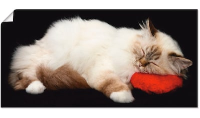 Artland Wandbild »Müde Katze«, Haustiere, (1 St.), als Alubild, Leinwandbild,... kaufen