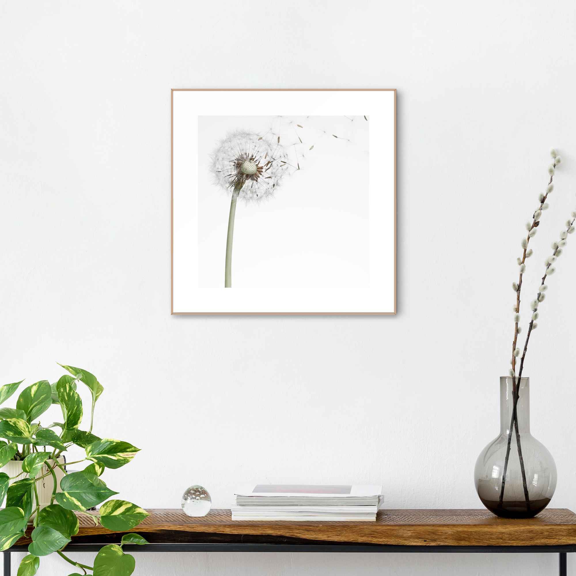 Reinders! Bild »Gerahmtes Bild Pusteblume«, BAUR (1 St.) | Blumen, bestellen