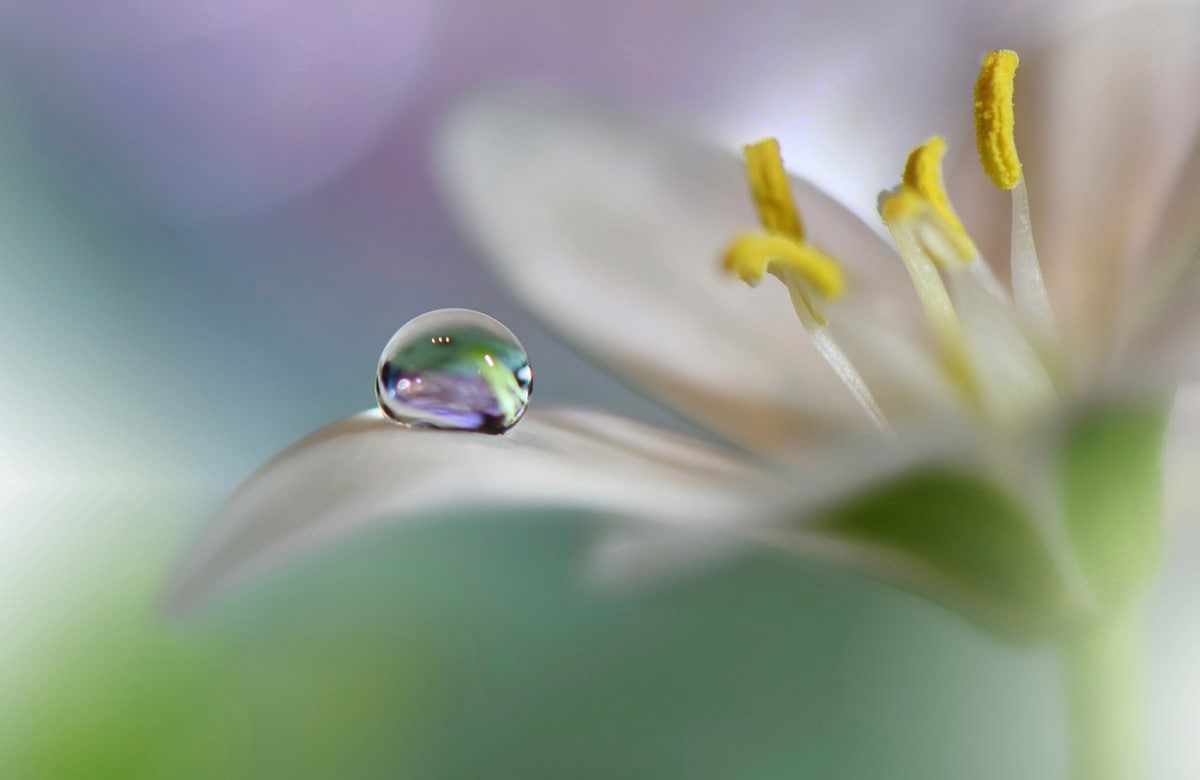 Papermoon Fototapete "Zen Wassertropfen mit Blume Makro"