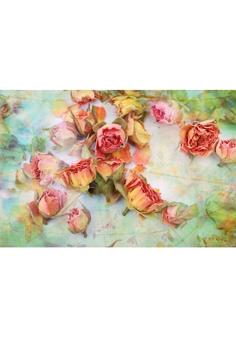 Papermoon Fototapetas »Vintage Rosen«