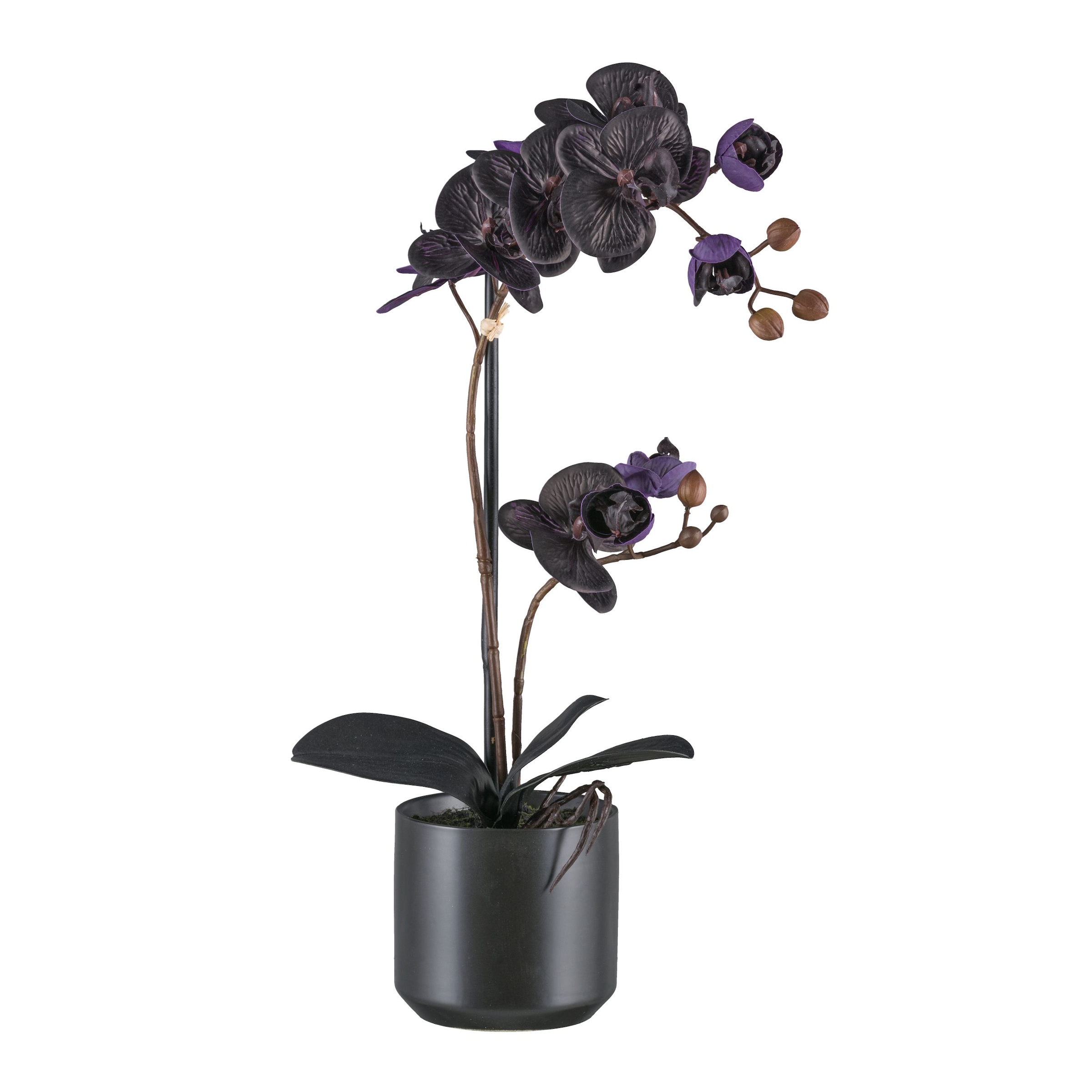 Bruno Banani Kunstorchidee "Orchidee Phalaenopsis", mit real-touch-Blüten günstig online kaufen