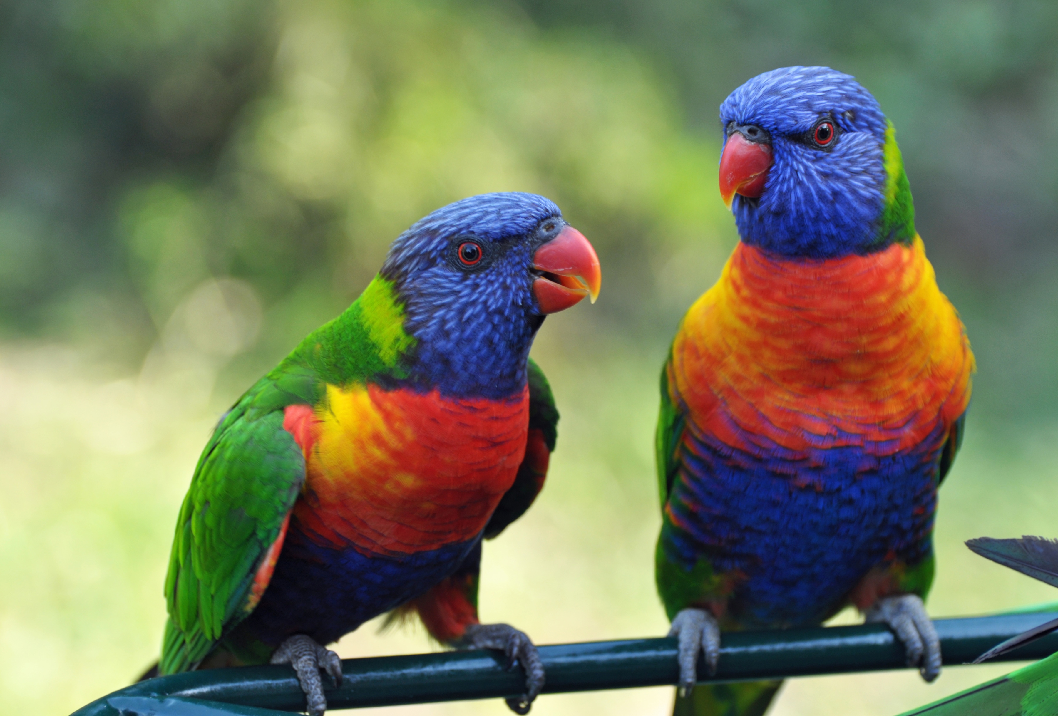 Papermoon Fototapete "Rainbow Lorikeets Birds" glatt