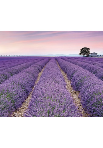 Komar Vliestapete »Provence« 300x250 cm (Bre...