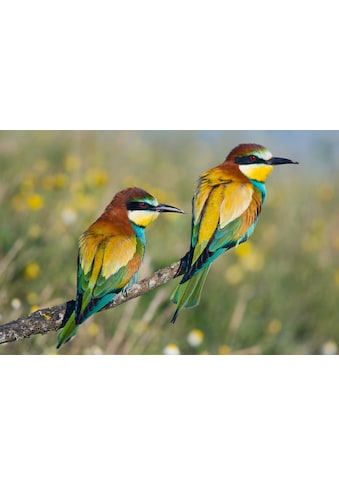 Fototapete »Vogelpaar«