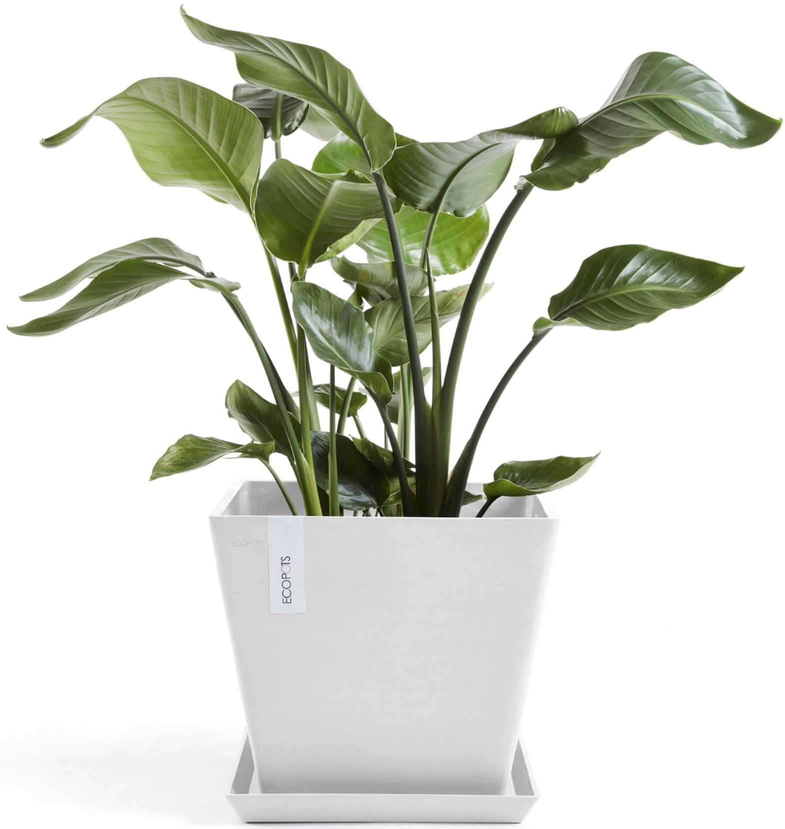 ECOPOTS Blumentopf "Rotterdam 30 Weiß", für innen und außen: frostsicher, b günstig online kaufen