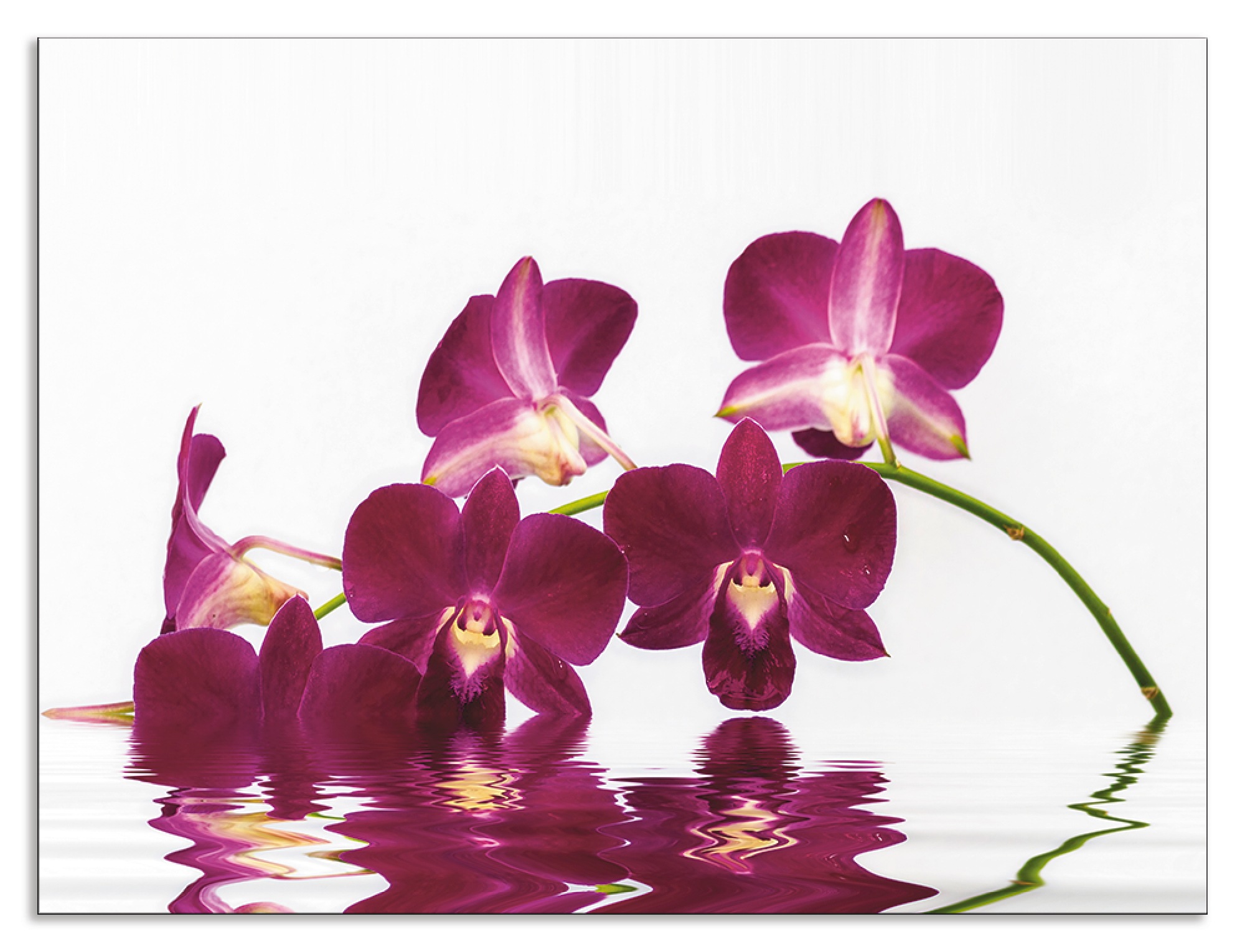Artland Küchenrückwand "Phalaenopsis Orchidee", (1 tlg.), Alu Spritzschutz günstig online kaufen