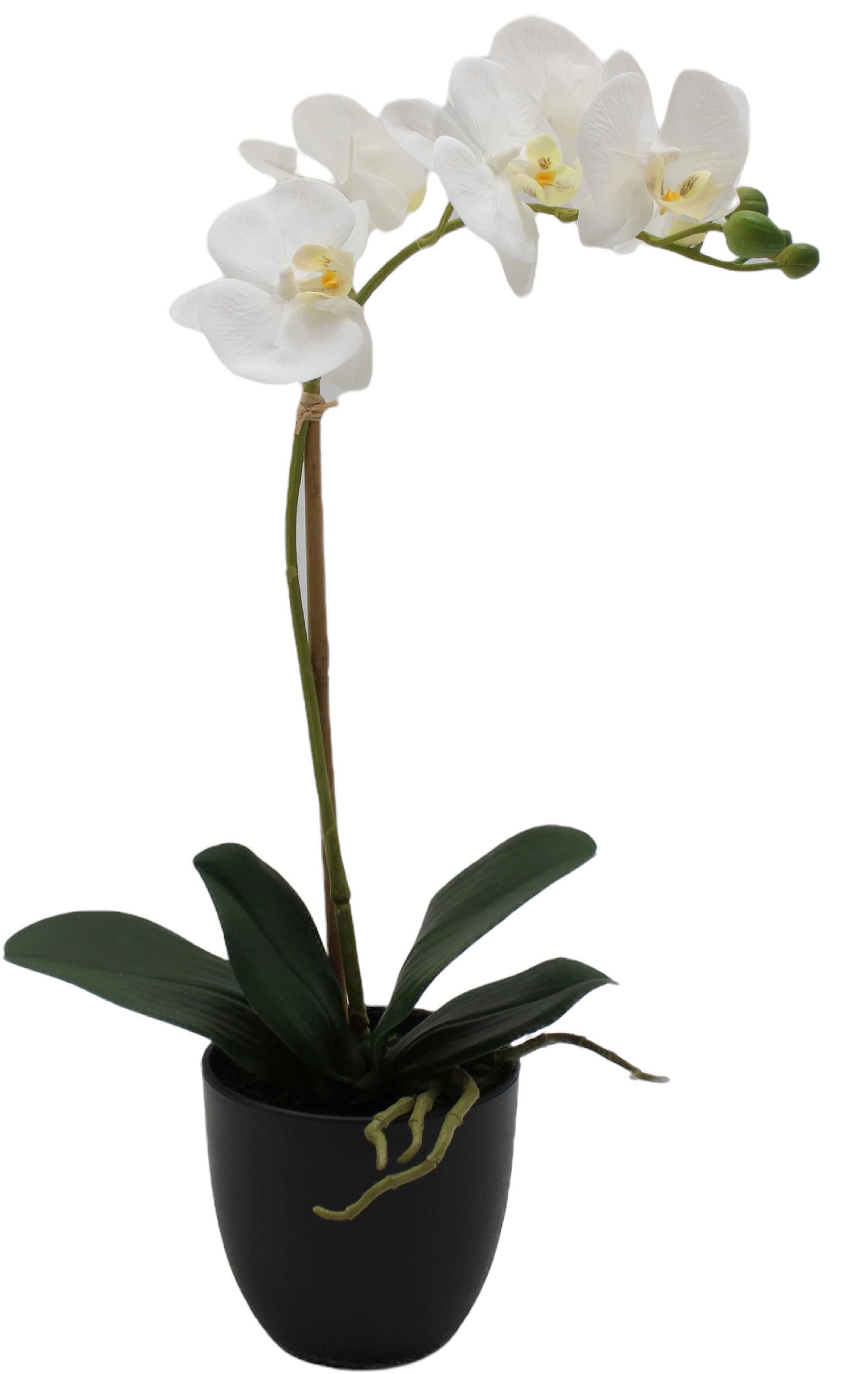 Creativ green Kunstorchidee »Orchidee Phalaenopsis«, mit täuschend echten Blüten
