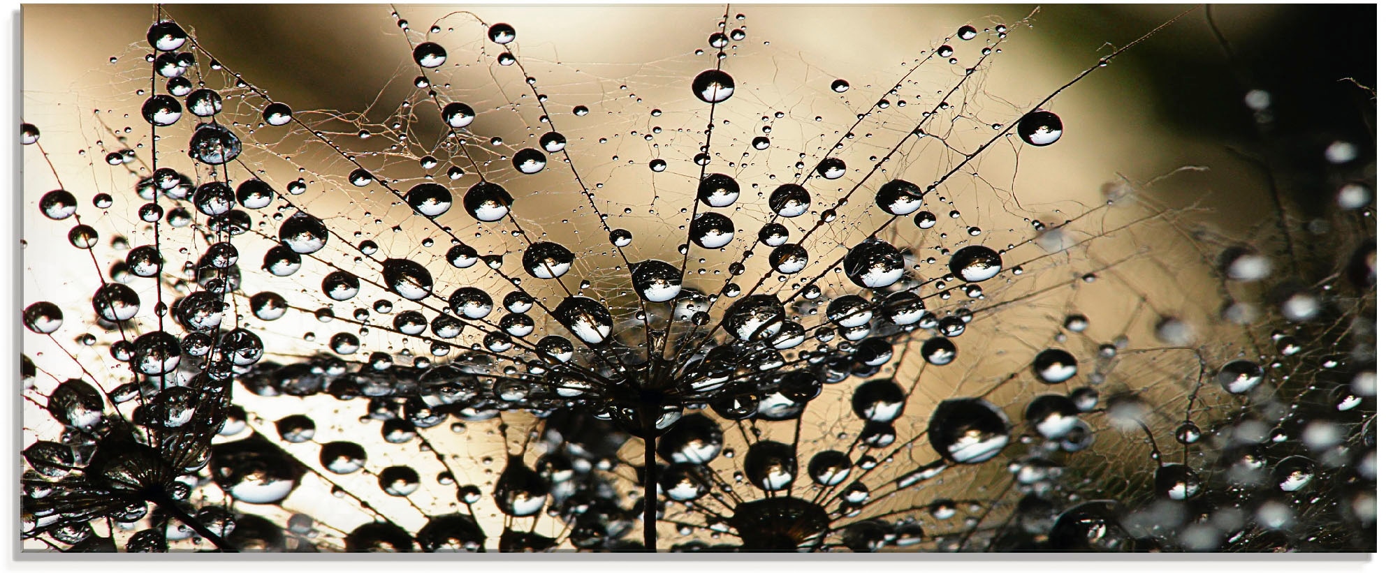 Artland Glasbild "Nasser Löwenzahn" Blumen 1 Stk. tlg. in verschiedenen Grö günstig online kaufen