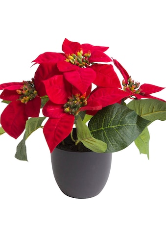 Kunstblume »Poinsettie mit 4 Blüten«