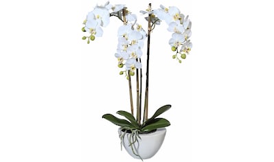 Creativ green Kunstpflanze »Mini Orchidee«, (1 St.) kaufen