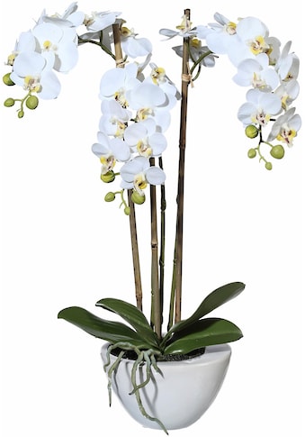 Creativ green Kunstpflanze »Mini Orchidee«