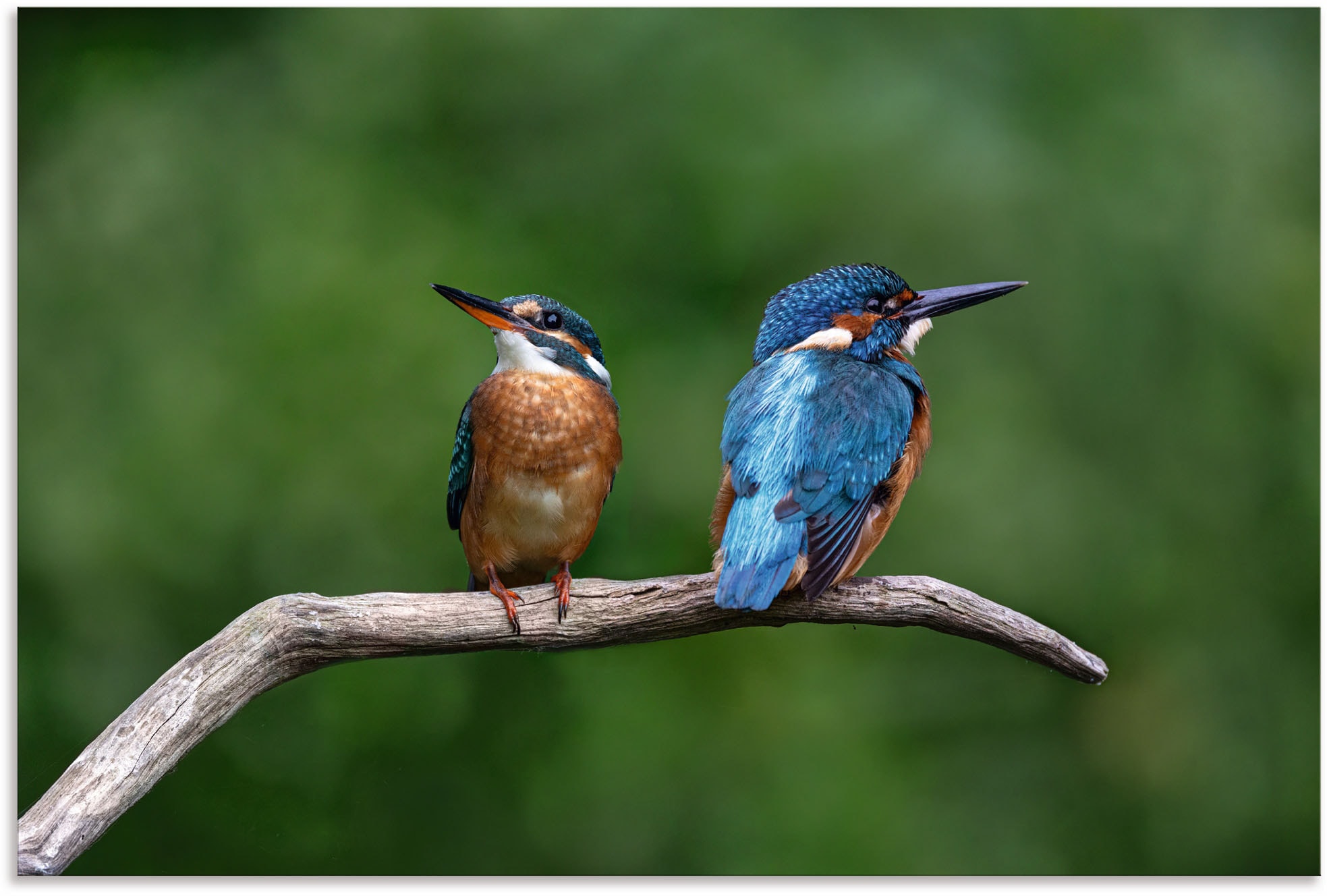 Artland Wandbild »Zwei Eisvogel«, Vogelbilder, (1 St.), als Alubild,  Leinwandbild, Wandaufkleber oder Poster in versch. Größen kaufen | BAUR