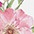 weiß/rosa/grün/natur
