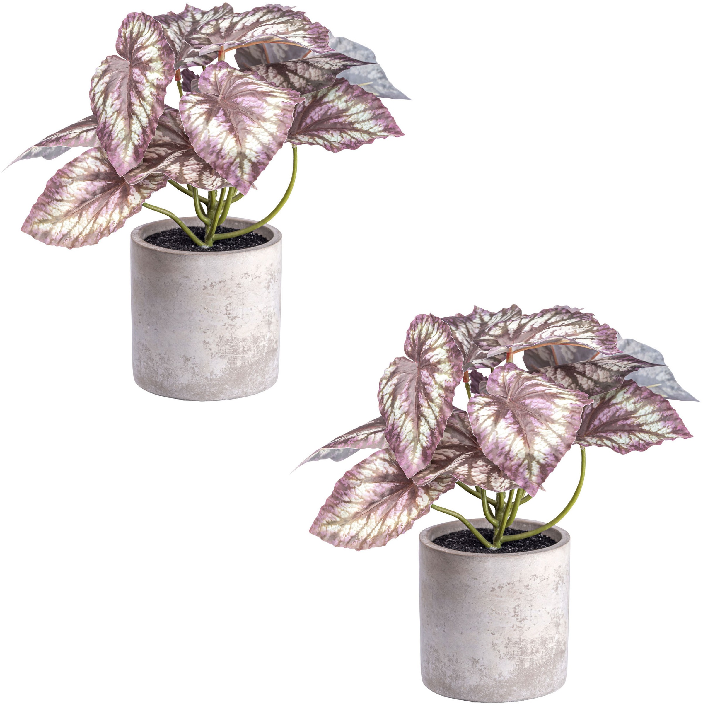 Creativ green Künstliche Zimmerpflanze "Rex Begonia", mit detailgetreuem Bl günstig online kaufen