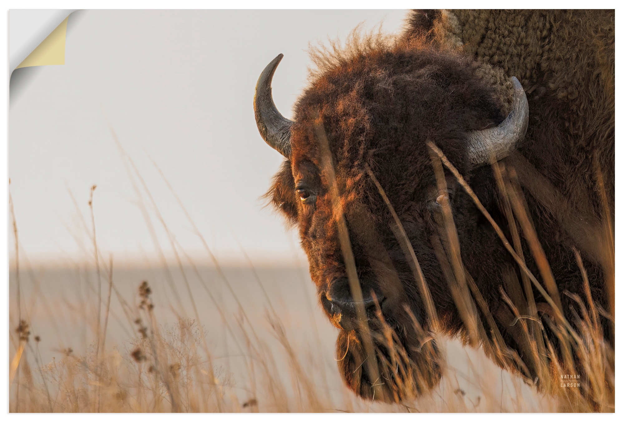 Artland Wandbild "Bison Sunset" Wildtiere 1 Stk. tlg. als Alubild, Leinwandbild, Poster, Wandaufkleber in verschied. Größen