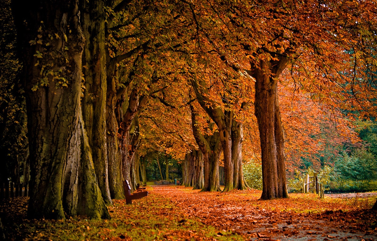 Papermoon "Parkweg"